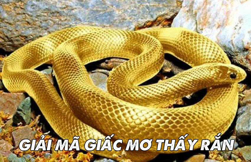 Mơ thấy rắn đánh con gì? Giải mã giấc mơ thấy rắn chuẩn nhất 1 Giải mã giấc mơ thấy rắn
